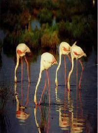 Las mejores ofertas de Cortijo El Orégano Campillos